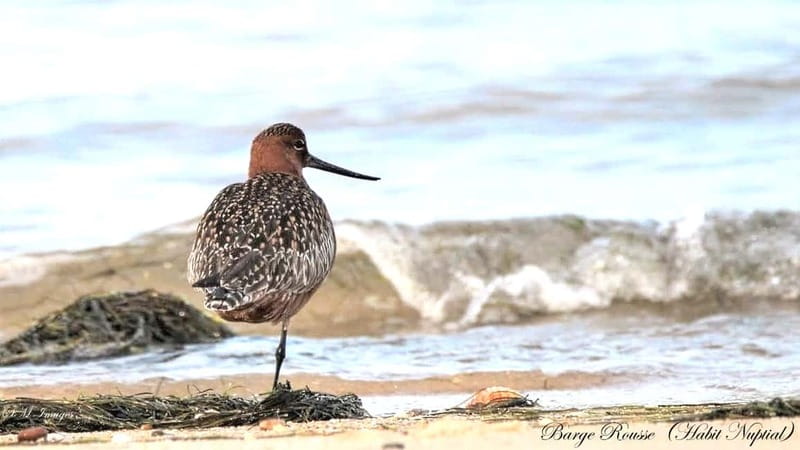 Olhão: Ria Formosa 3 Islands Guided Day Trip by Boat - Culatra Island: the most rewarding stop