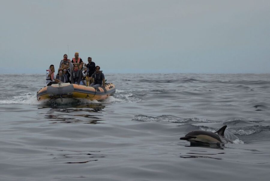 Peniche: Dolphin Route Boat Trip - Is $53 a fair price?
