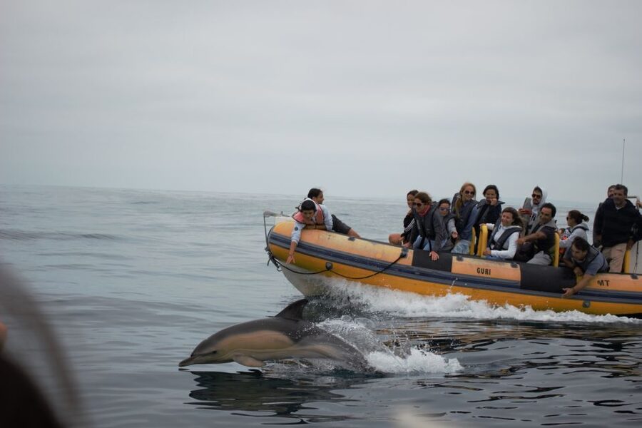 Peniche: Dolphin Route Boat Trip - Who should book this Peniche boat trip?