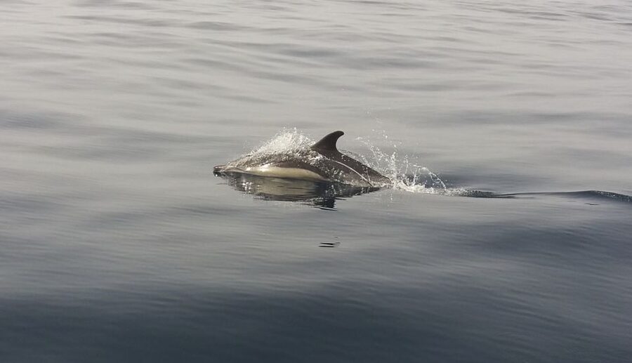 Peniche: Dolphin Route Boat Trip - Practical advice for a better outing