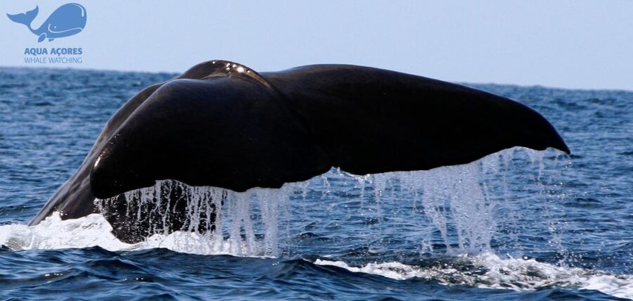 Pico Island: Azores Whale & Dolphin Watching on Zodiac Boat - Starting at Lajes do Pico harbor