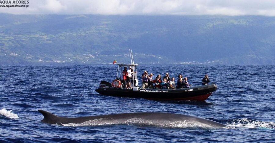 Pico Island: Azores Whale & Dolphin Watching on Zodiac Boat - Searching for more than 25 cetacean species