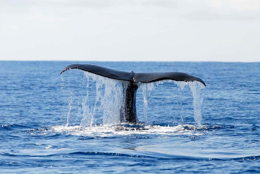 Pico Island: Azores Whale & Dolphin Watching on Zodiac Boat - A guide who explains what you are seeing