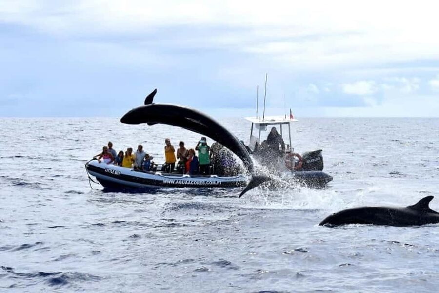 Pico Island: Azores Whale & Dolphin Watching on Zodiac Boat - What the full 2.5 hours feels like