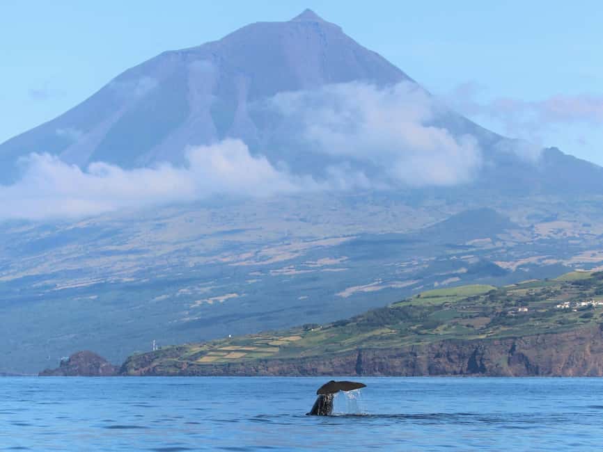 Pico Island: Whale Watching Experience from Lajes - Who will enjoy this trip most?