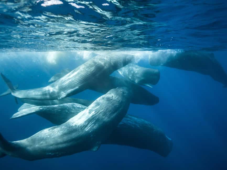 Pico Island: Whale Watching Experience from Lajes - Why Pico is a strong place for whale watching