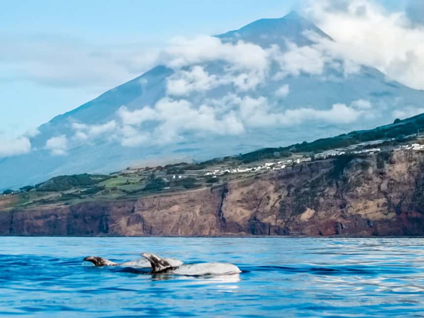Pico Island: Whale Watching Experience from Lajes - The 15-minute briefing: useful information, not filler