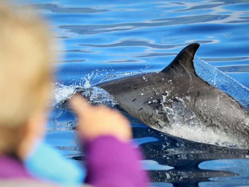 Pico Island: Whale Watching Experience from Lajes - Two hours and 45 minutes searching the Atlantic
