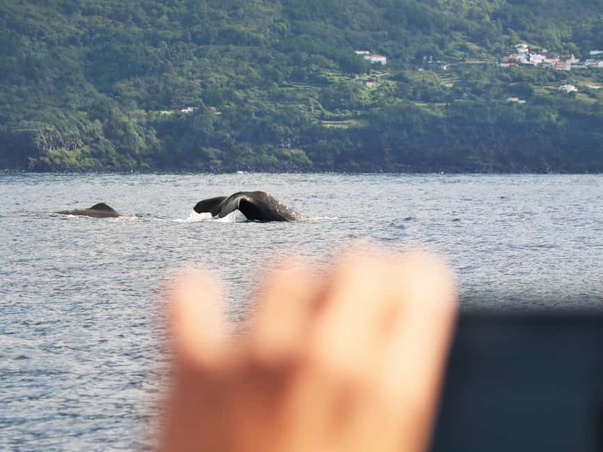 Pico Island: Whale Watching Experience from Lajes - What the guides add to the experience