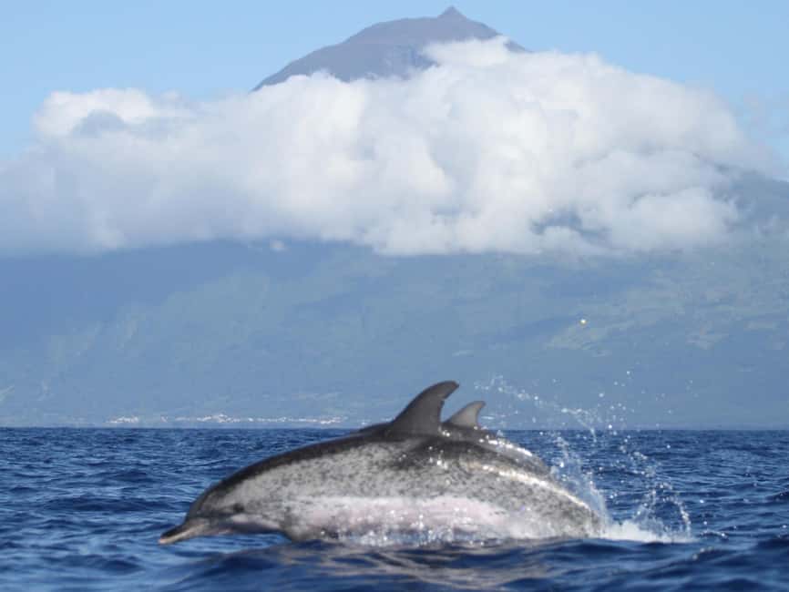 Pico Island: Whale Watching Experience from Lajes - Wildlife ethics are part of the experience