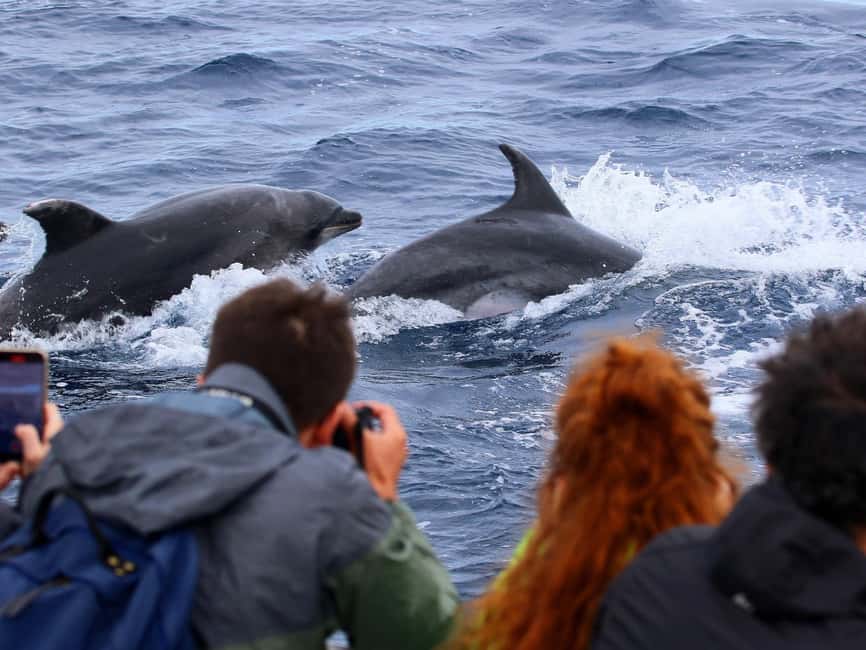 Pico Island: Whale Watching Experience from Lajes - The boat ride: exciting, but not gentle