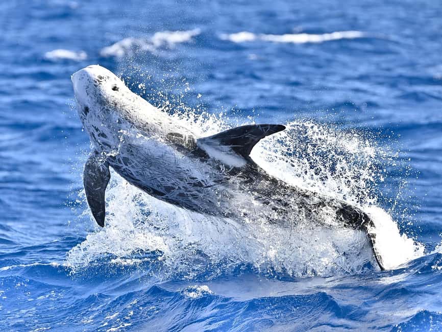 Pico Island: Whale Watching Experience from Lajes - Is $68 a fair price?