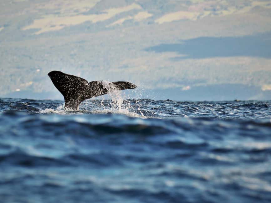 Pico Island: Whale Watching Experience from Lajes - Checking in at Futurismo in Lajes do Pico