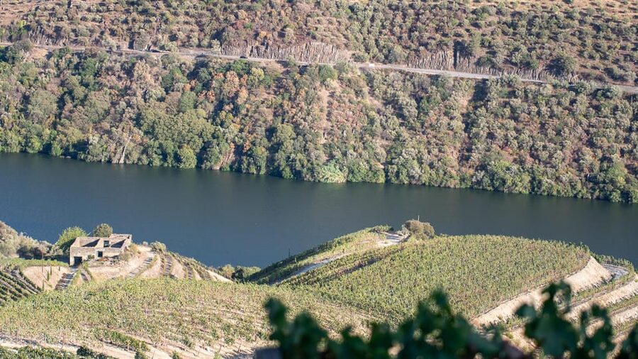 Pinhão: Quinta da Formigosa Vineyard Tour and Wine Tasting - Inside the winery: grape to bottle in 30 minutes