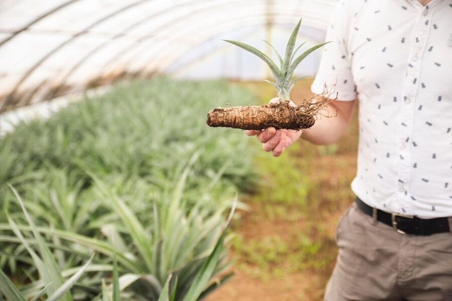 Ponta Delgada: Greenhouse Hot Tube with Pineapple Tour - Learning how Azorean pineapples grow