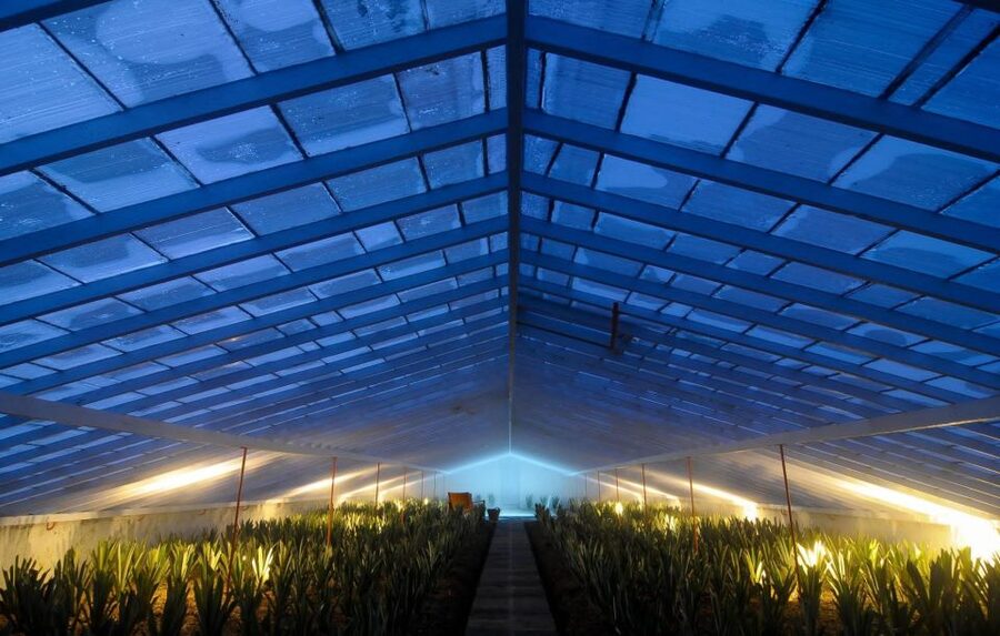 Ponta Delgada: Greenhouse Hot Tube with Pineapple Tour - Is $41 a fair price?
