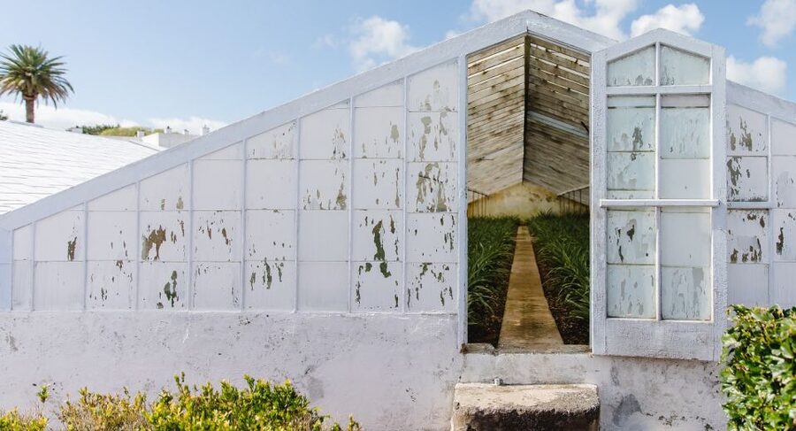 Ponta Delgada: Pineapple wine tasting and pineapple tour - Inside the pineapple greenhouses