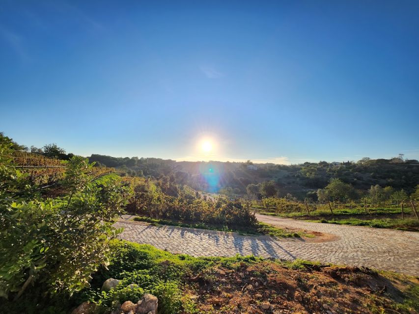 Porches: Algarve Vineyard Tour and Wine Tasting Experience - Key points at a glance