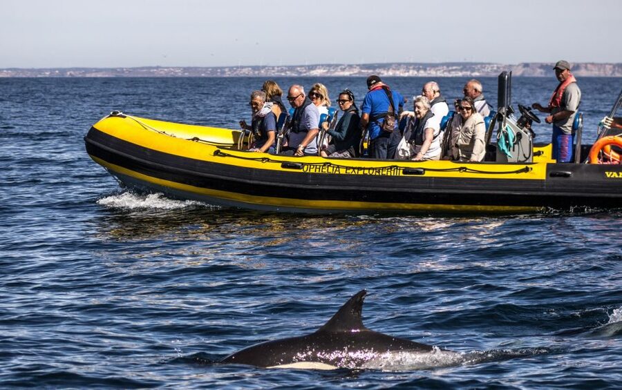 Portimão: 2-Hour Dolphin Watching Boat Tour - Key points to know before booking
