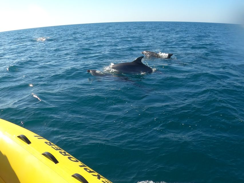 Portimão: 2-Hour Dolphin Watching Boat Tour - Benagil Caves on the return route