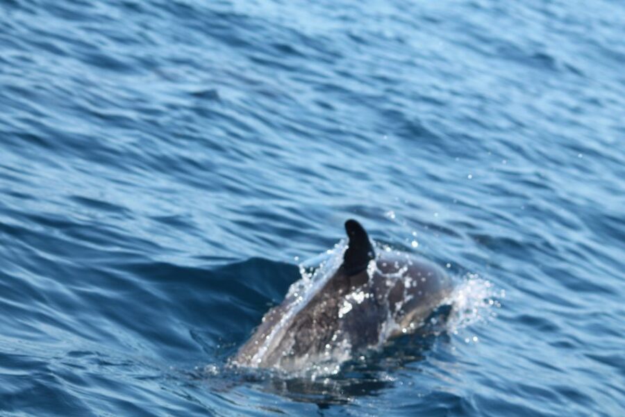 Portimão: 2-Hour Dolphin Watching Boat Tour - How the $53 price holds up