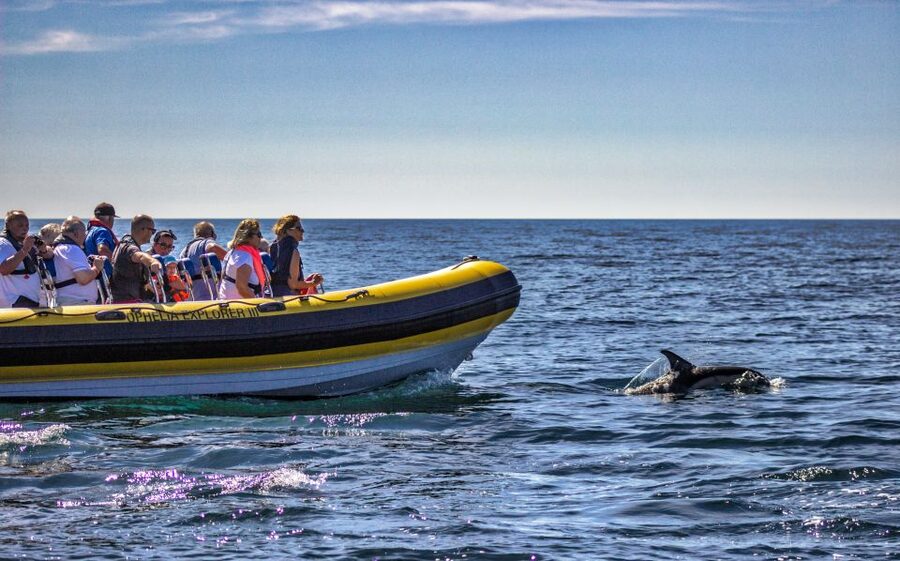 Portimão: 2-Hour Dolphin Watching Boat Tour - Practical verdict on the two-hour outing