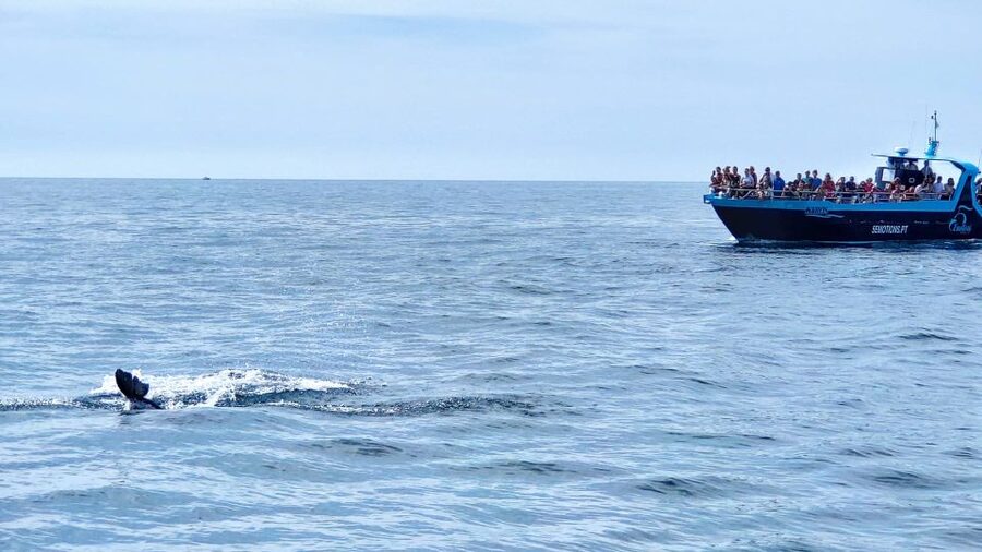 Portimão: Benagil Caves & Dolphins Watching with Biologist - Leaving Portimão Marina for the Algarve cliffs
