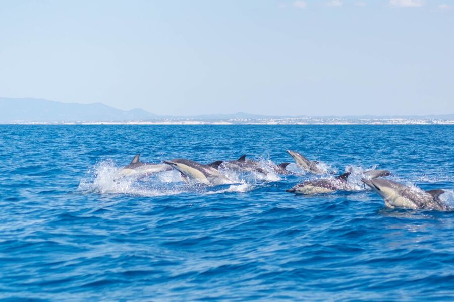 Portimão: Benagil Caves & Dolphins Watching with Biologist - Heading offshore in search of dolphins