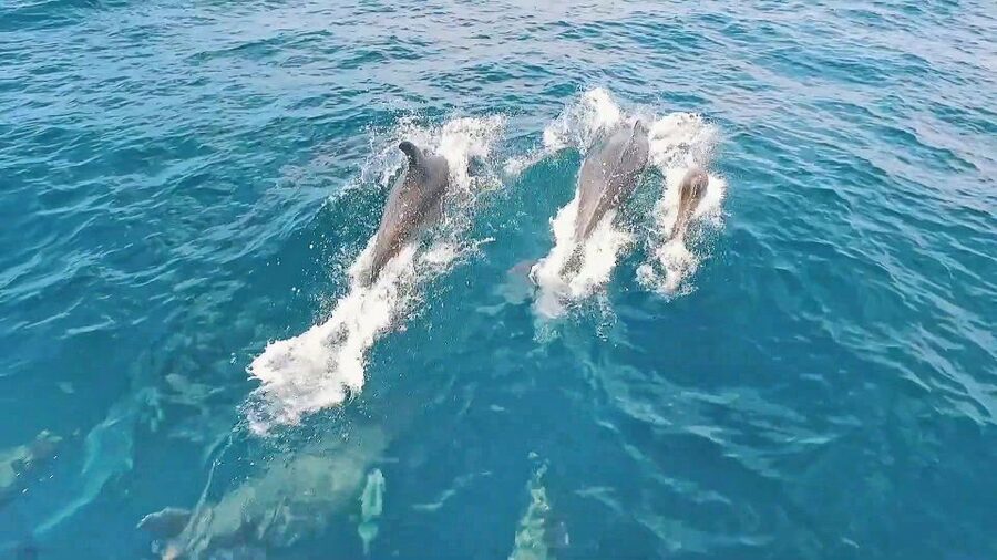 Portimão: Benagil Sea Caves Speedboat Adventure Tour - Algar Seco, Alfanzina Lighthouse, and Carvalho Beach