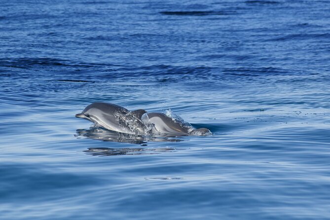 Portimão:Embark on Nature•Benagil and Dolphins•Biologist on board - Algar Seco and the caves beyond Benagil