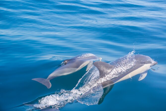 Portimão:Embark on Nature•Benagil and Dolphins•Biologist on board - The possible swim and onboard comfort
