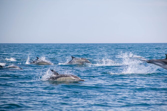 Portimão:Embark on Nature•Benagil and Dolphins•Biologist on board - Leaving Portimão for the dolphin search