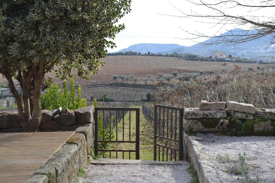 Porto: 3 Douro Valley Vineyards Tour with Lunch - How to get more from the day