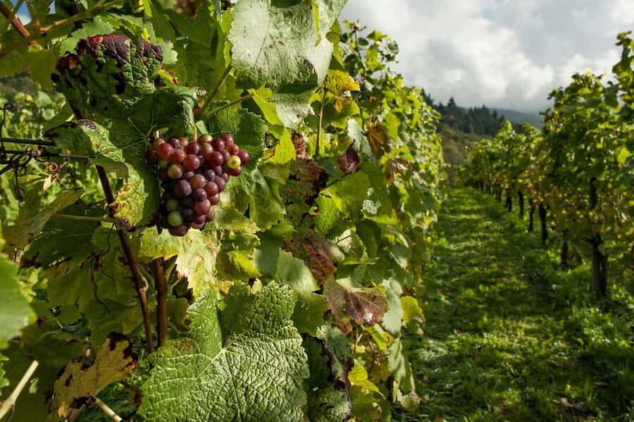 Porto: Douro Valley Tour at 2 Wineries with Lunch and Cruise - Lunch at a vineyard in Sabrosa
