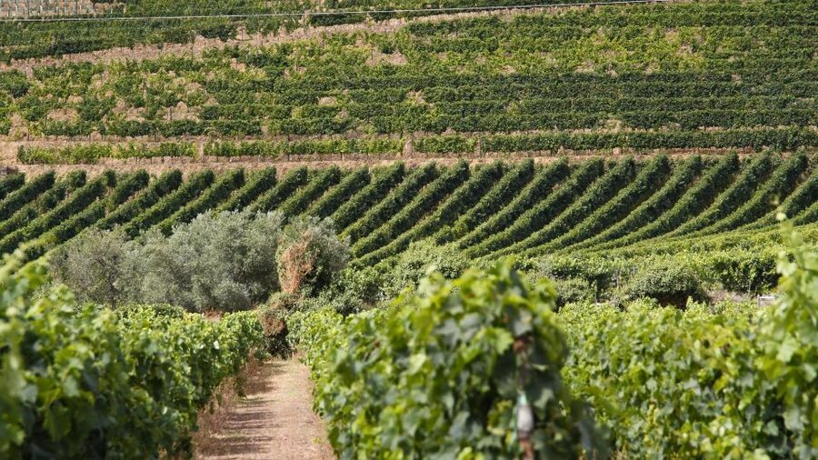 Porto: Douro Valley Tour at 2 Wineries with Lunch and Cruise - What makes the guiding especially valuable