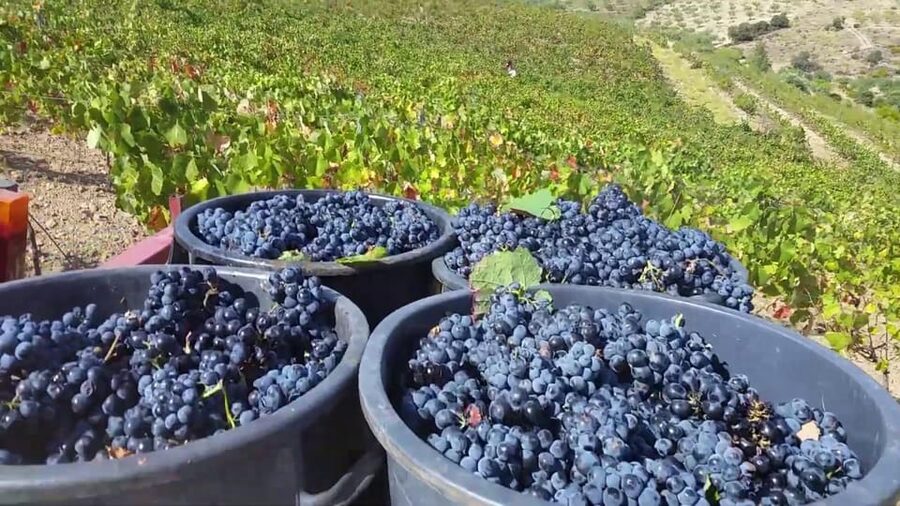 Porto: Douro Valley Tour with 2 Wineries, Lunch and Cruise - What the guides add to the experience