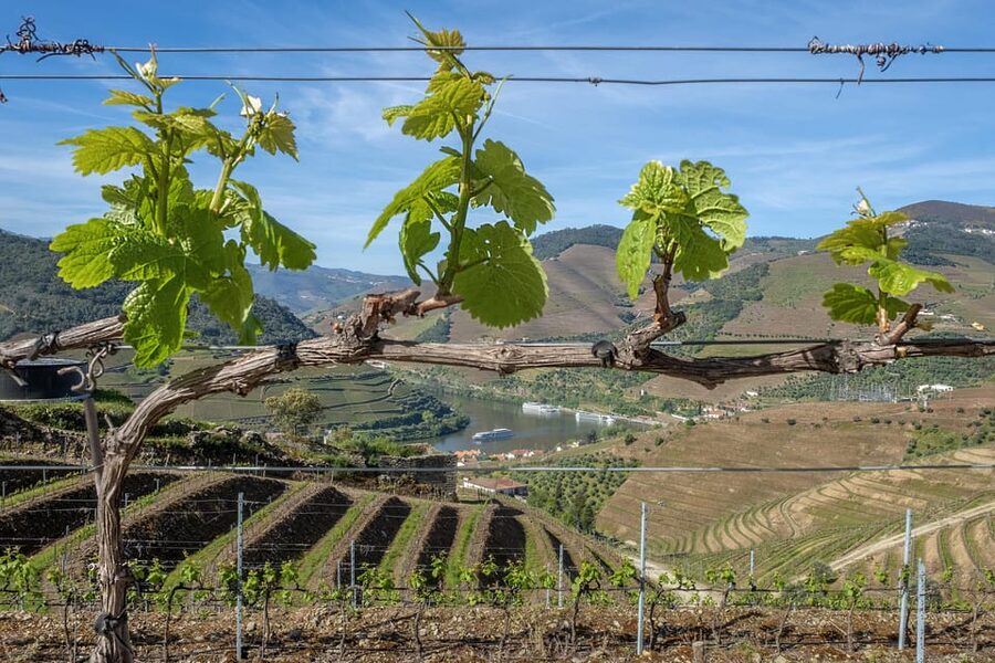 Porto: Douro Valley Wine Tour with a Sommelier & Boat Trip - Seeing the Douro from the water