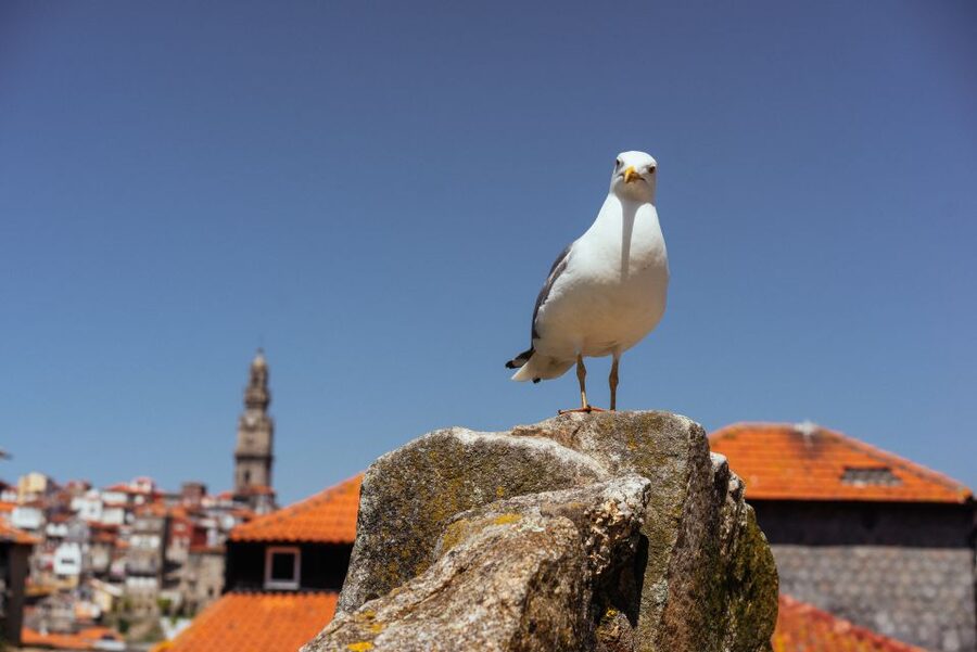 Porto: Harry Potter’s Inspiration Tour - Starting beneath the clock at São Bento Station