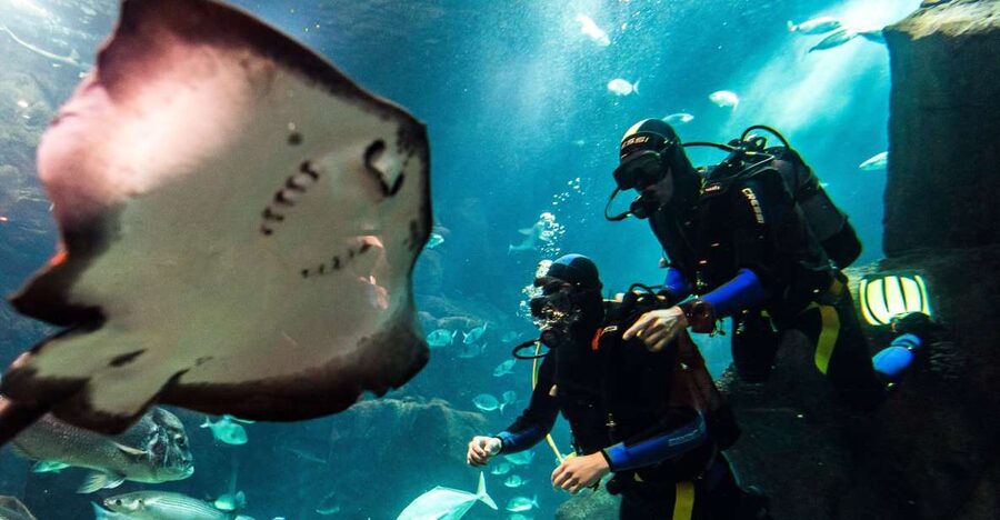 Porto Moniz: Diving with Sharks and Rays in Madeira Aquarium - Key Points