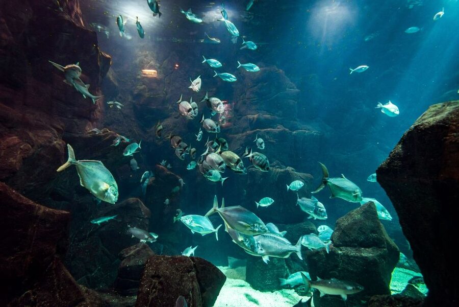 Porto Moniz: Diving with Sharks and Rays in Madeira Aquarium - What This Porto Moniz Experience Actually Involves