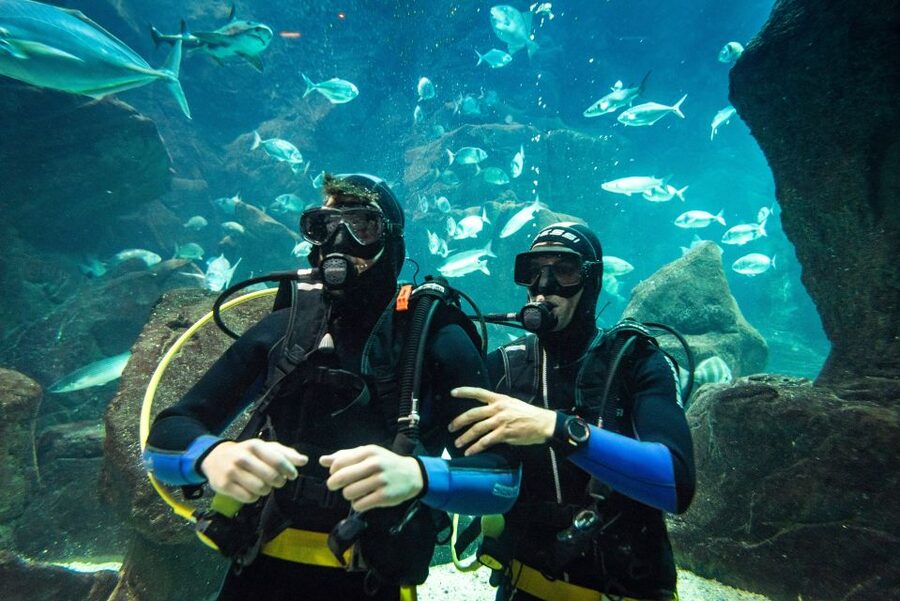 Porto Moniz: Diving with Sharks and Rays in Madeira Aquarium - Learning the Equipment Before Meeting the Sharks