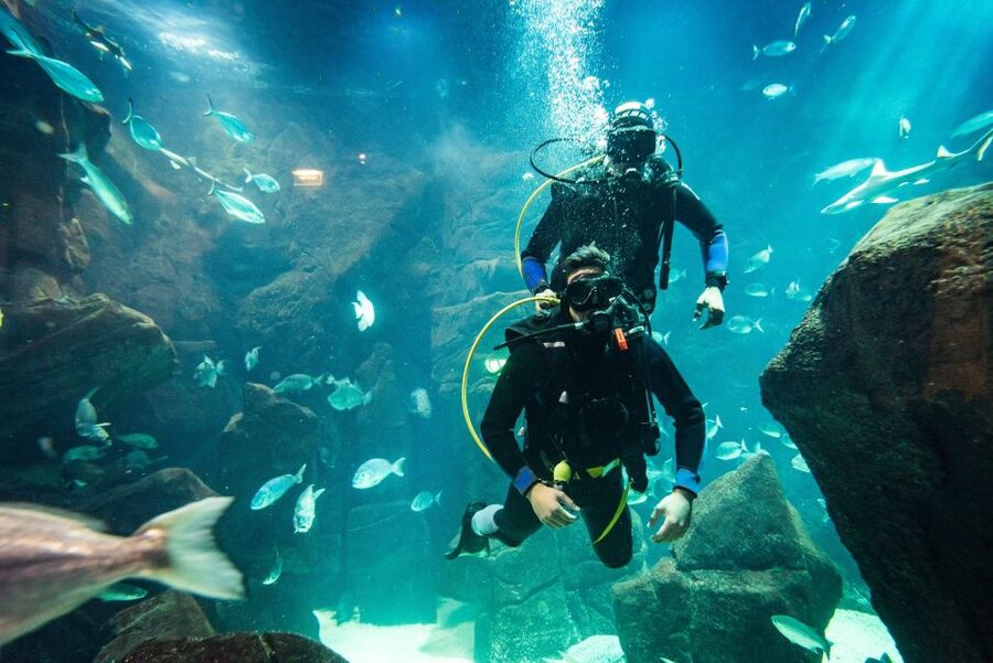 Porto Moniz: Diving with Sharks and Rays in Madeira Aquarium - Who Will Enjoy This Most?