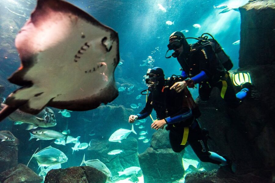 Porto Moniz: Diving with Sharks and Rays in Madeira Aquarium - Starting at Aquário da Madeira