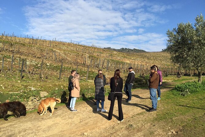 Premium Douro Valley Small-Group Tour, Wine Tasting, Lunch & Boat - Quinta do Panascal and three Port tastings