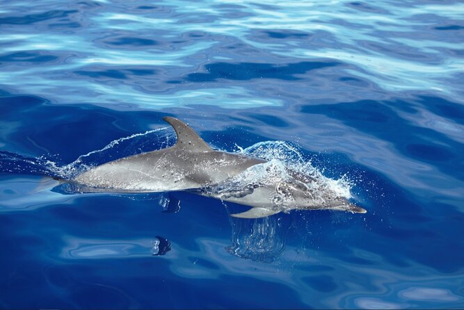 Private Dolphin and Whale Watching Tour in Madeira - Searching for dolphins and whales off Madeira