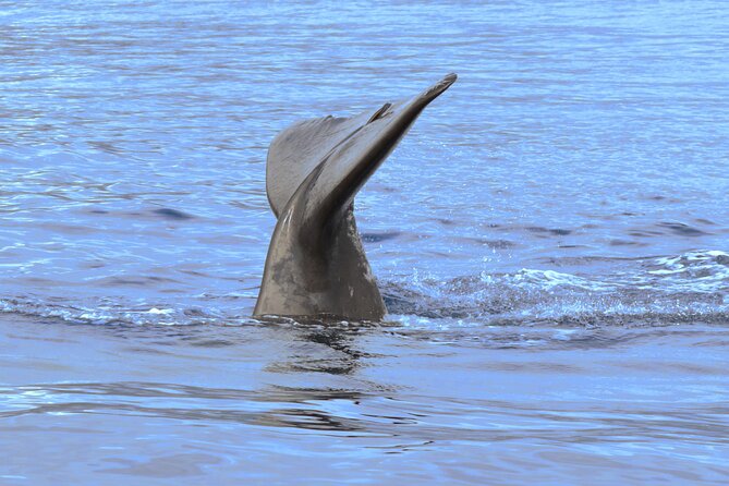 Private Dolphin and Whale Watching Tour in Madeira - Madeira from the water