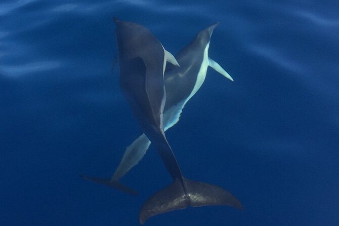Private Dolphin and Whale Watching Tour in Madeira - Snorkeling, swimming, and the sunset option
