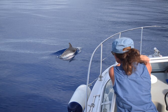 Private Dolphin and Whale Watching Tour in Madeira - Timing, weather, and cancellation rules