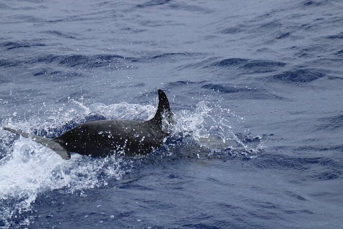 Private Dolphin and Whale Watching Tour in Madeira - Who will enjoy this Madeira boat trip most