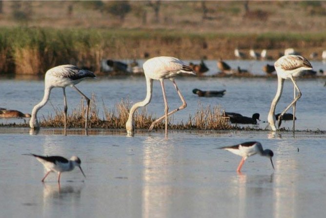 Private Half-Day Boat Tour in Ria Formosa from Faro - Snorkeling gear, safety, and what to bring